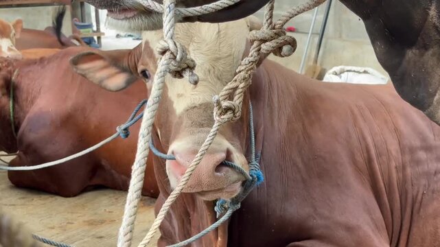 Footage of brown cattle tied with ropes at traditional livestock market.
