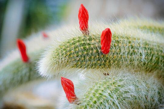 Cleistocactus colademononis monkey tail cactus with hairy white spines and red flower buds, detailed macro photography of bolivian hanging succulent in natural light
