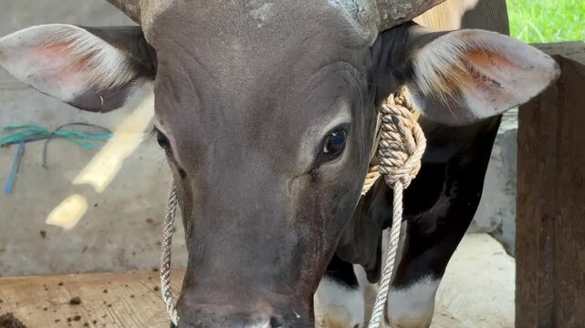 Close up footage of a strong Banteng bull with horns tied by rope in a rural farm setting