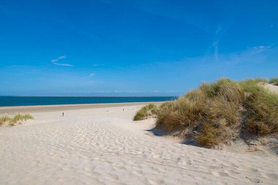 Typical landscape of Island in north sea with blue sky, Beach and european marram beach grass on sand dunes, De Cocksdorp is a small village in the Dutch province of North Holland, Texel, Netherlands.