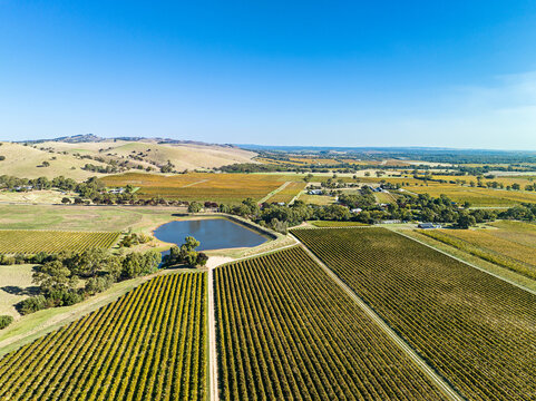 Aerial view of the Barossa Valley vineyards featuring rows of grapevines, a small dam, and rolling hills under a clear blue sky in Angaston, South Australia, Australia.