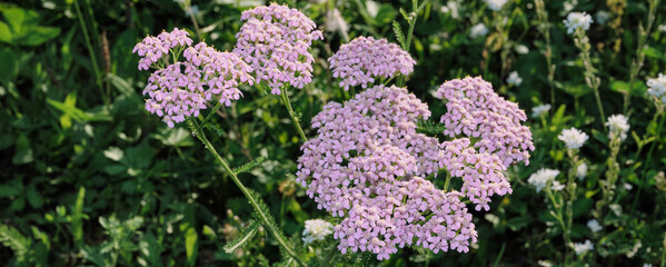 Pink yarrow plants blooming with delicate inflorescences in vibrant green field © colnihko