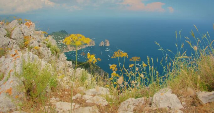 Rocky cliff with yellow wildflowers overlooking Capri island and distant Faraglioni sea stacks in summer