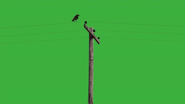Raven on a weathered power pole green screen
