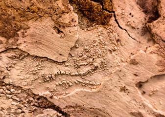 Fototapeta premium Close up of rough tree bark texture with detailed natural cracked pattern and earthy brown tones