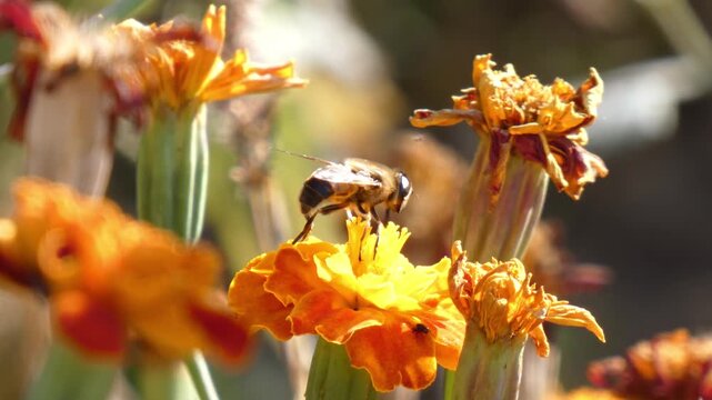 Hoverfly (Syrphidae) gathering nectar on orange marigold flower in bloom, close-up, sunlight. Pollination and Hard Work.