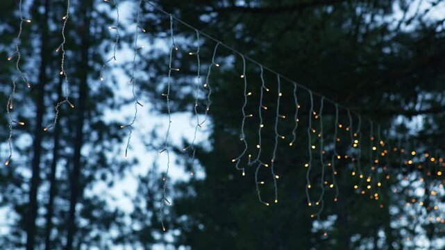 Warm icicle string lights glow among pine trees at evening campsite, creating cozy illumination against a softly blurred forest background during outdoor recreation at dusk