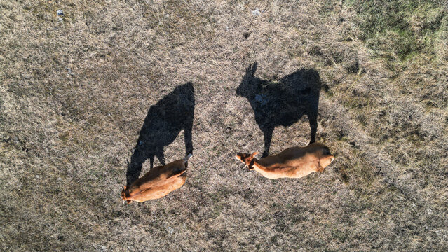 Aerial view of two brown cows grazing in a dry grassy field with long shadows cast on the ground in Billiers, Brittany, France.