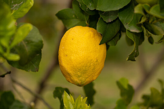 Limone