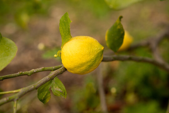 Limone maturo