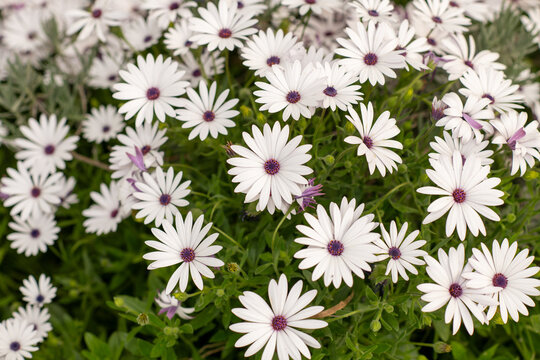 margheritine bianche