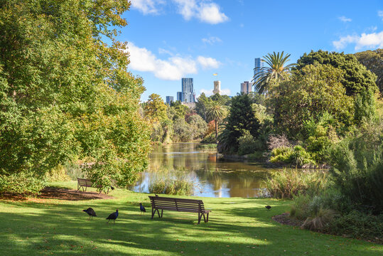 Empty wooden benches on grass on the shore of a small lake in a park on a sunny autrumn day. Skyscrapers and a tower are visible in distance. Tranquil scene.