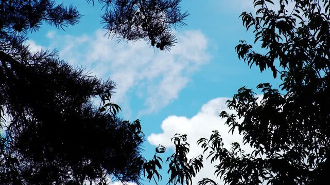 木々の間から見える青空と雲