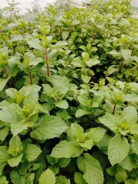 Mint plant dense patch illustration set, herbal eco fresh festive vector artwork