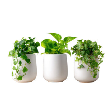 three small white matte pots with trailing plants, a cutout isolated illustration cutout cutout isolated illustration on transparent background