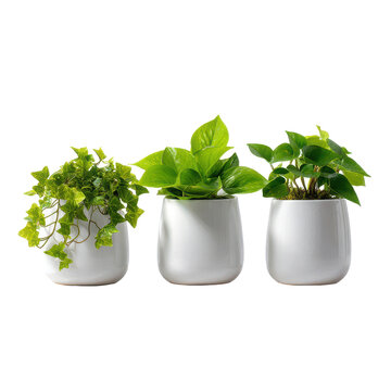 three small white matte pots with trailing plants, cutout isolated illustration cutout cutout isolated illustration on transparent background