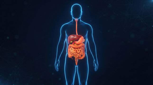 Human body outline with visible internal digestive system for anatomical study and medical education purposes.