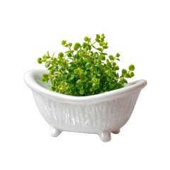 Fototapeta premium tiny white porcelain fluted tub with a lush green plant cutout isolated illustration cutout isolated illustration on transparent background
