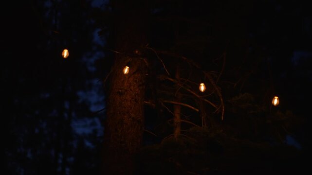 Warm glowing string lights illuminate pine trees in dark forest, creating cozy nighttime campsite lighting among dark trunks, branches and deep blue shadows