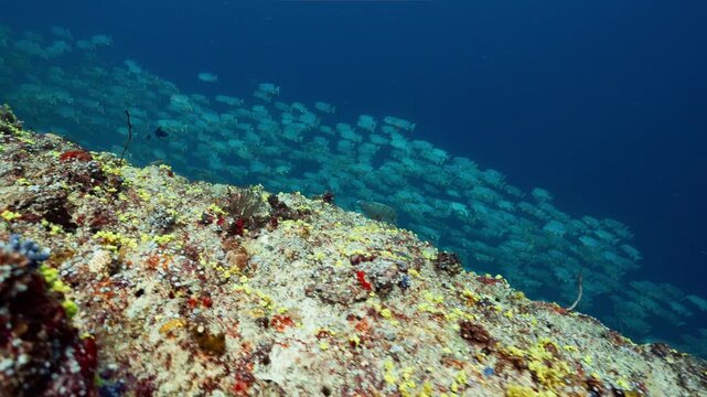 High angle tracking underwater shot of spawning aggregation of Sailfin Snapper swimming along a deep reef in Peleliu, Palau.