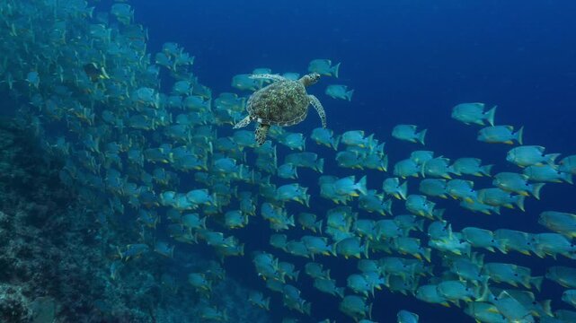 Underwater shot of a Green Turtle swimming above a huge school of fish on a deep reef in Peleliu, Palau.