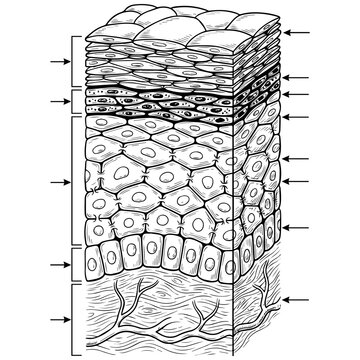 Crosssection diagram of human skin layers showing epidermis and dermis collagen skincare