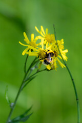 Bumblebee collecting nectar from yellow wildflowers in a green meadow © Nguyen Duc Binh