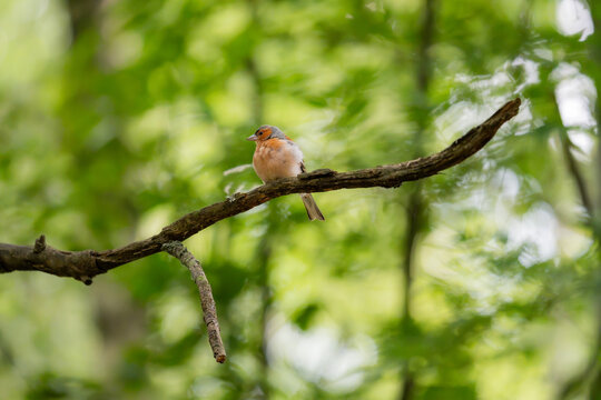 Female chaffinch perched in shaded European woodland