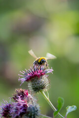 Wild bumblebee collecting nectar from purple thistle flowers © Nguyen Duc Binh