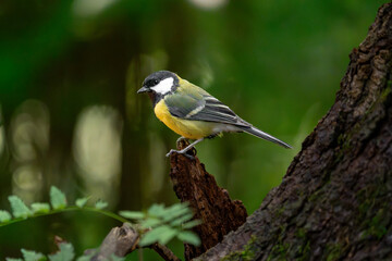 Great tit with yellow breast perched in natural woodland © Nguyen Duc Binh