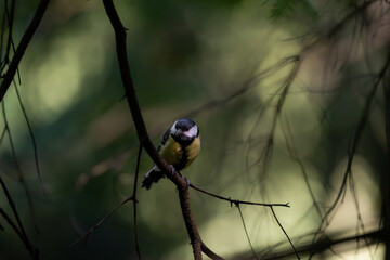 Wild great tit resting on a woodland tree branch in tranquil woodland © Nguyen Duc Binh