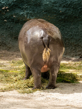 A large hippopotamus stands on the sand in the zoo enclosure, eating dry grass while facing away from the camera.