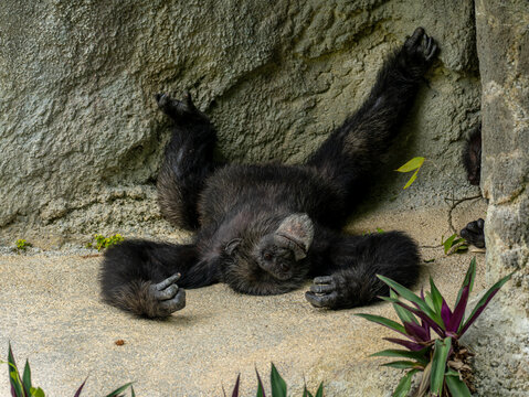 Chimpanzee resting on its back on the sand, with its legs raised, near the stone wall inside the zoo enclosure, looking upwards.