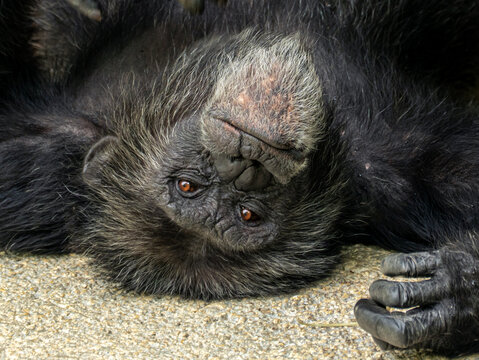 Portrait of a chimpanzee ape lying upside down on the ground and looking directly into the camera lens.