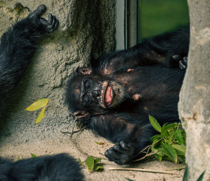 A chimpanzee lying on its back on the ground inside the zoo enclosure, showing its teeth with an open mouth near the glass window.