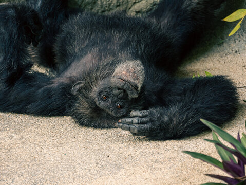 Close-up portrait of a chimpanzee ape lying upside down on the ground near the stone wall and resting.