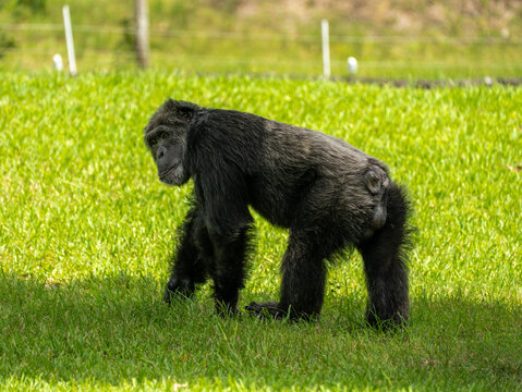 Wild chimpanzee walking on a grassy field, turning its head back to look over its shoulder, showing its full body length.