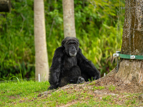 Wild chimpanzee sitting on the ground covered in soil and grass near a tree trunk, holding a metal wire, looking directly at the camera.