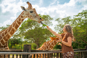 A woman feeding a giraffe with lettuce leaves from a wooden bowl over the fence while standing inside the animal park enclosure. © AncientAftertone