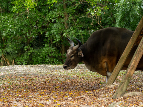 Male banteng cattle mammal standing on the ground covered with fallen leaves near wooden support beams under the large tree foliage.
