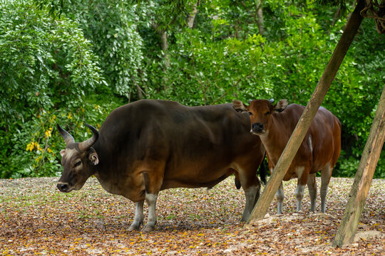 Male and female banteng cattle mammals standing together on the leaf-covered ground near wooden support beams inside the park enclosure.