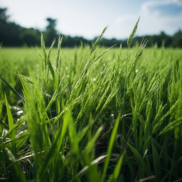 Low angle view of green greenery grass outdoors nature eco sky environment ecology 