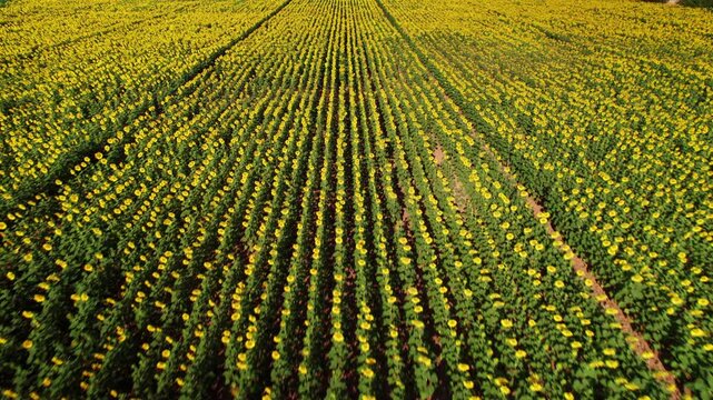 Endless rows of yellow sunflowers growing in a large agricultural field under sunlight