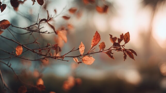 Autumn leaves glow in warm sunlight on thin tree branches against a soft blurred background in fall.