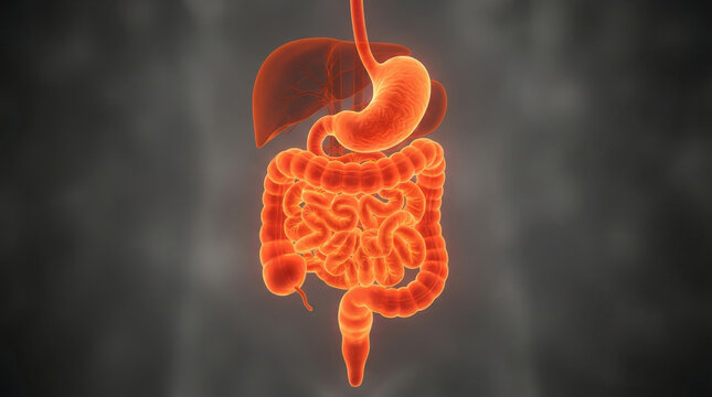 A detailed 3d render of human digestive system organs with stomach, liver, and intestines glowing orange against a dark background for medical education.