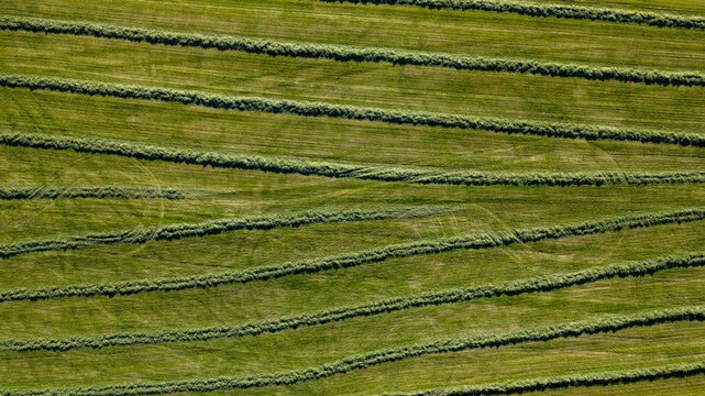 Aerial view of Bjola farm featuring rows of freshly cut hay windrows across green fields in Rangarthing ytra, Iceland.