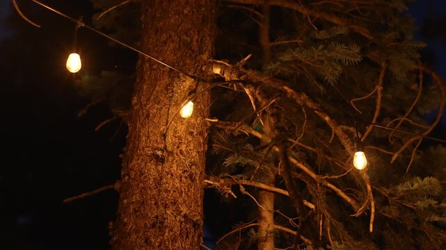 Warm glowing string lights illuminate pine tree branches at night, casting amber light across rough bark and evergreen needles and creating a cozy forest campsite atmosphere