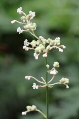 Fototapeta premium Yabu-myoga (Pollia japonica) bearing both flowers and fruit