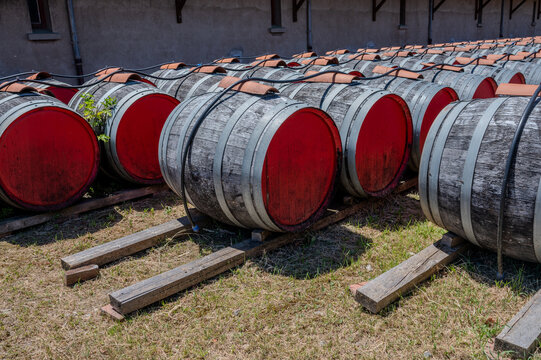 WInery visit, wine sun aging in oak casks and barriques after fermentation and long maturation, AOP Banyuls-sur-Mer, Collioure, Red and Vin Doux Naturel, Roussillon, France