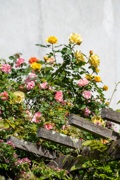 Flowers of Montmartre, floral paradise during spring, cascading purple wisteria, blooming roses, and vibrant wildflowers historic cobblestone streets and charming gardens, Paris, France